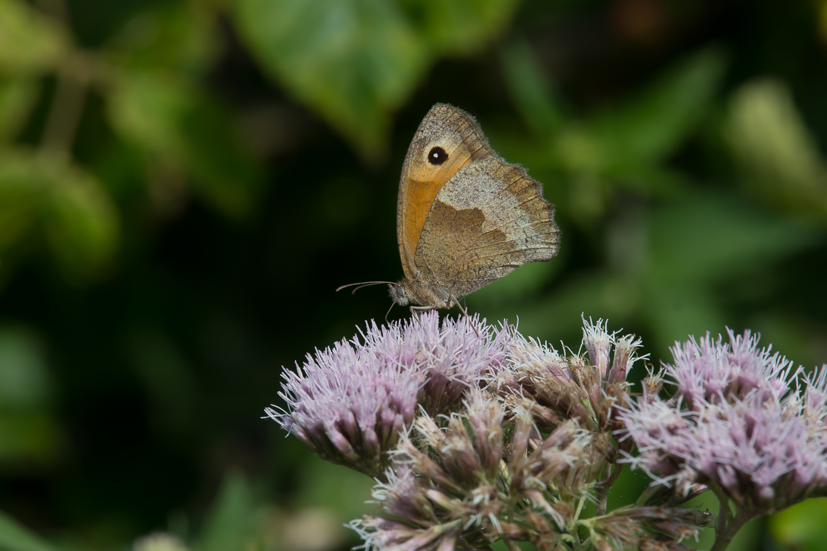 Meadow Brown